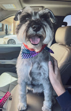 Load image into Gallery viewer, Schnauzer
